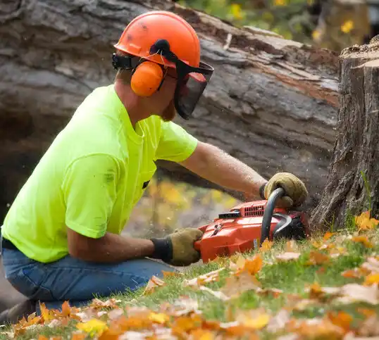 tree services North Haven